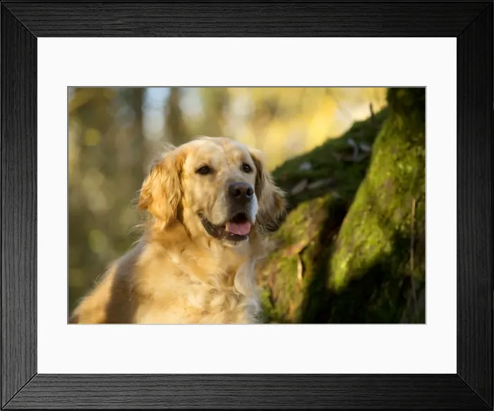 Framed Print : Picture No. 10895313 Framed Print : Picture No. 10895313