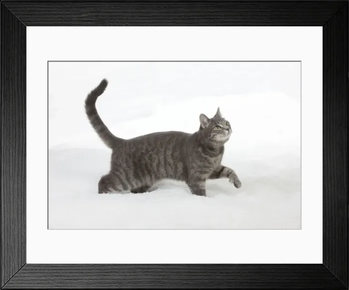 Framed Print : Picture No. 10895320 Framed Print : Picture No. 10895320