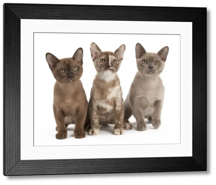 Framed Print : Picture No. 10895368 Framed Print : Picture No. 10895368