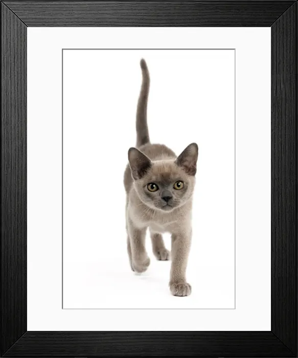 Framed Print : Picture No. 10895371 Framed Print : Picture No. 10895371