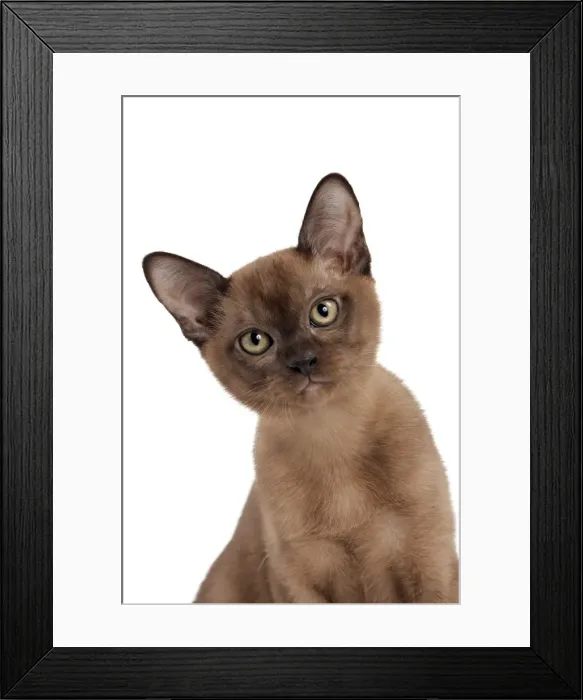 Framed Print : Picture No. 10895373 Framed Print : Picture No. 10895373