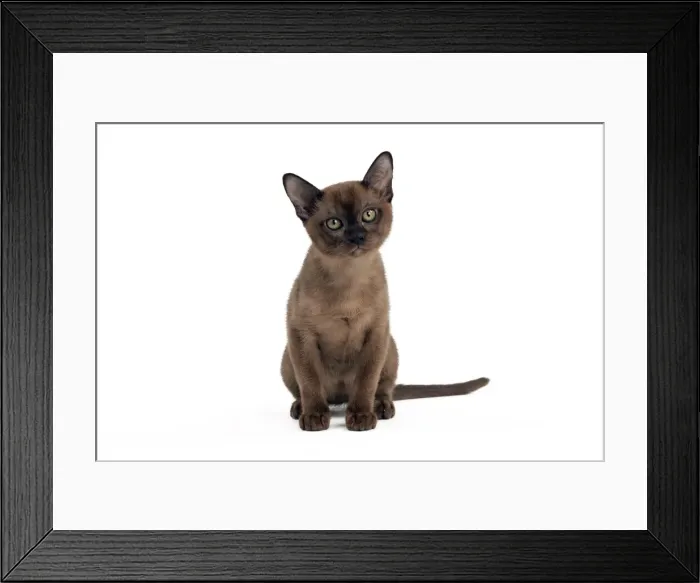 Framed Print : Picture No. 10895374 Framed Print : Picture No. 10895374