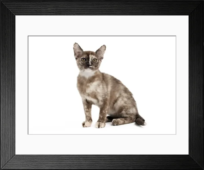 Framed Print : Picture No. 10895369 Framed Print : Picture No. 10895369