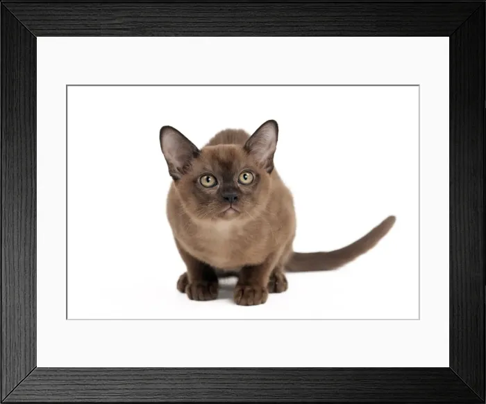 Framed Print : Picture No. 10895375 Framed Print : Picture No. 10895375