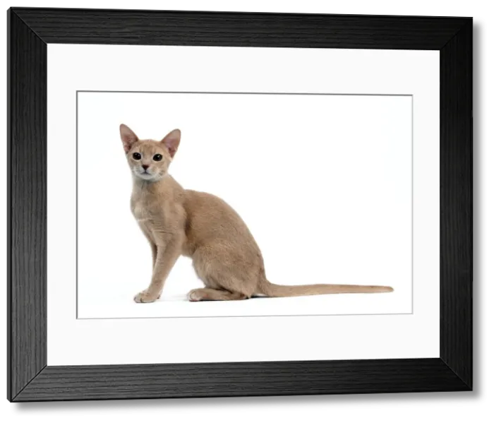 Framed Print : Picture No. 10895392 Framed Print : Picture No. 10895392