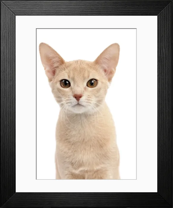 Framed Print : Picture No. 10895391 Framed Print : Picture No. 10895391
