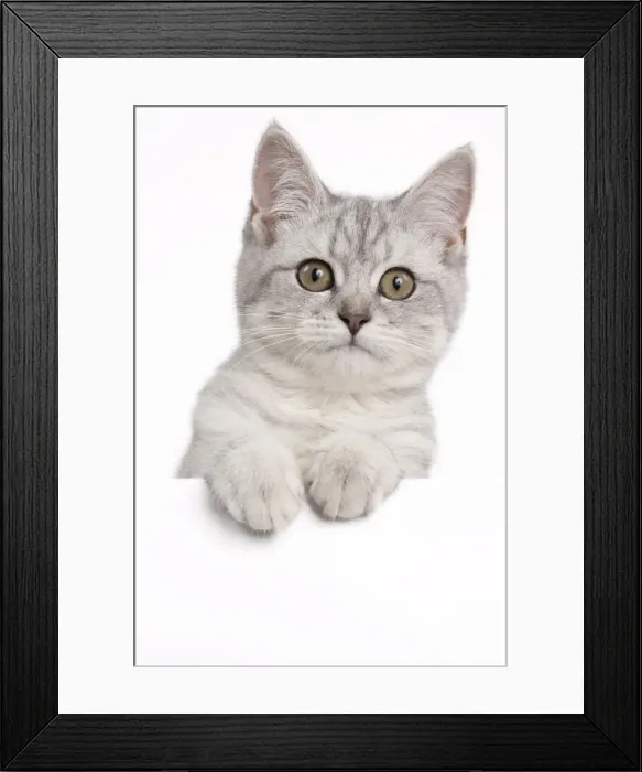 Framed Print : Picture No. 10895399 Framed Print : Picture No. 10895399