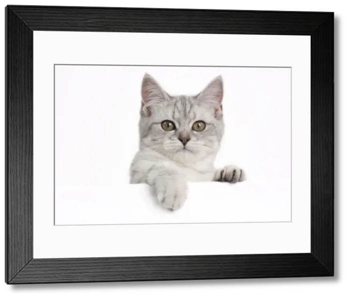 Framed Print : Picture No. 10895397 Framed Print : Picture No. 10895397