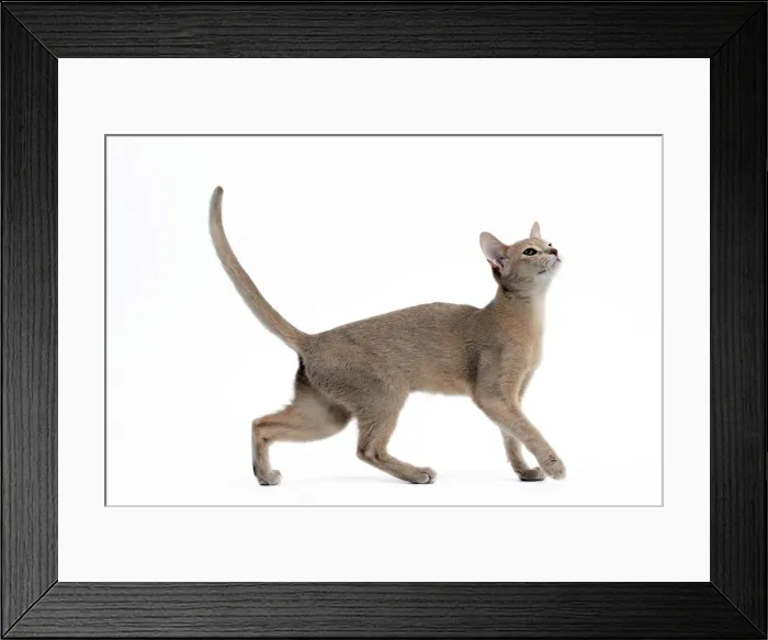 Framed Print : Picture No. 10895394 Framed Print : Picture No. 10895394