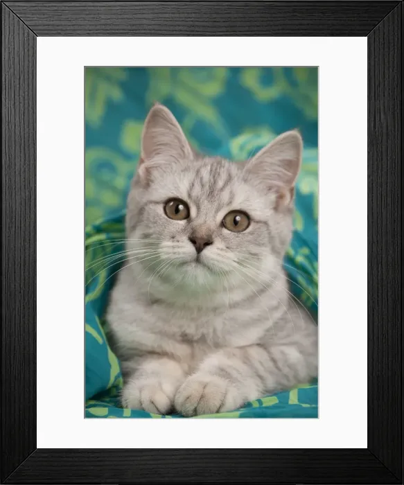 Framed Print : Picture No. 10895402 Framed Print : Picture No. 10895402