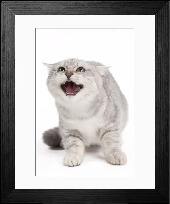 Framed Print : Picture No. 10895400 Framed Print : Picture No. 10895400