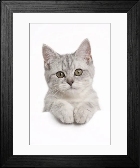 Framed Print : Picture No. 10895398 Framed Print : Picture No. 10895398
