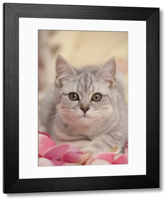 Framed Print : Picture No. 10895405 Framed Print : Picture No. 10895405