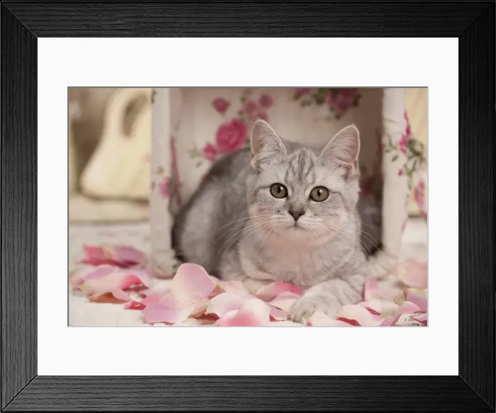 Framed Print : Picture No. 10895403 Framed Print : Picture No. 10895403