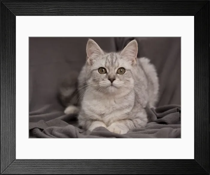 Framed Print : Picture No. 10895407 Framed Print : Picture No. 10895407