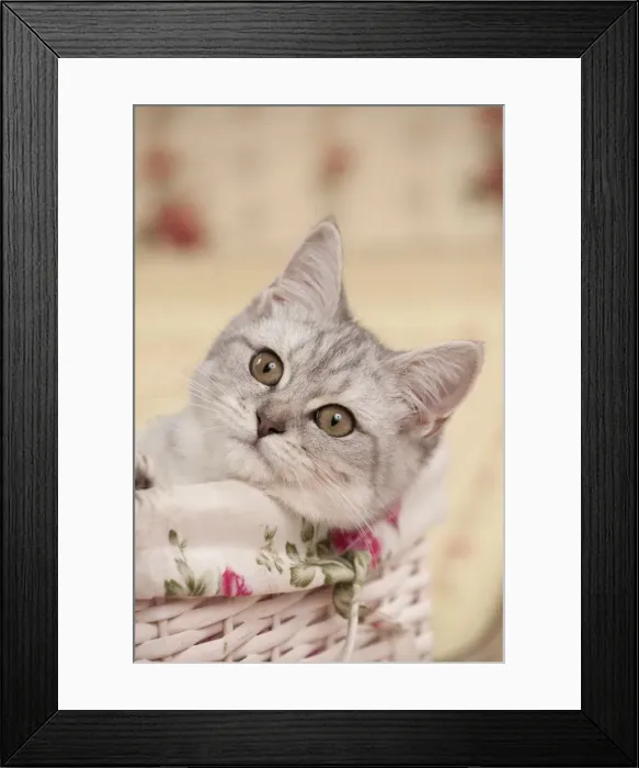 Framed Print : Picture No. 10895404