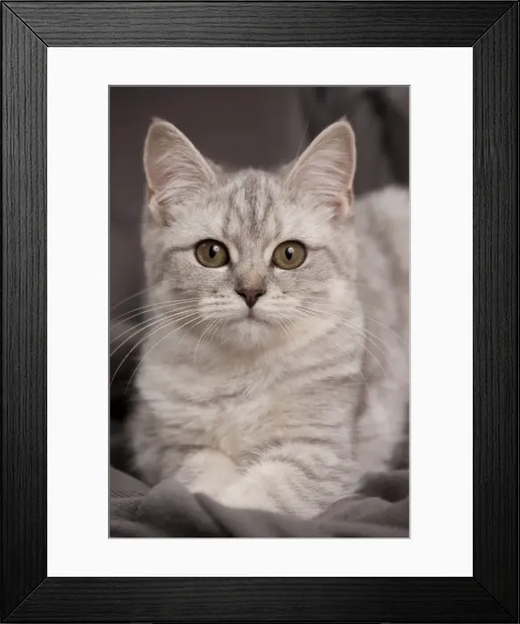 Framed Print : Picture No. 10895408