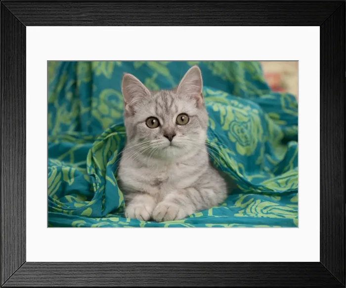 Framed Print : Picture No. 10895401 Framed Print : Picture No. 10895401