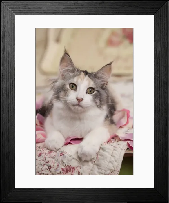 Framed Print : Picture No. 10895410