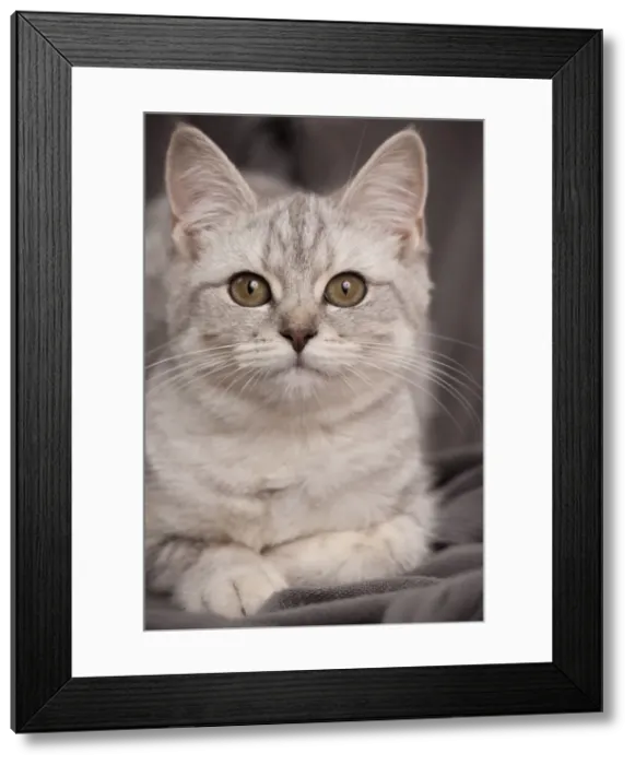 Framed Print : Picture No. 10895406 Framed Print : Picture No. 10895406