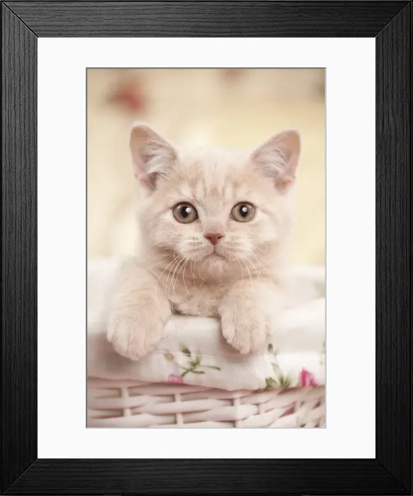 Framed Print : Picture No. 10895418 Framed Print : Picture No. 10895418