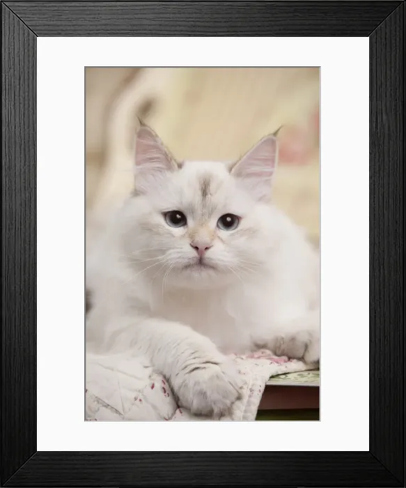 Framed Print : Picture No. 10895419 Framed Print : Picture No. 10895419