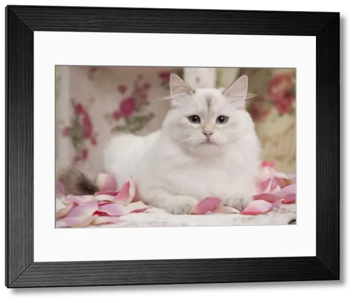 Framed Print : Picture No. 10895420 Framed Print : Picture No. 10895420