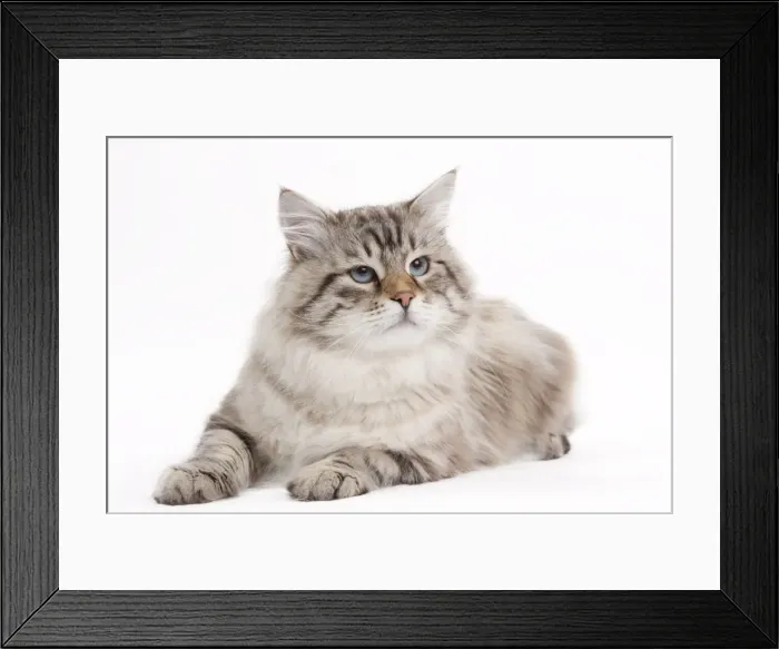 Framed Print : Picture No. 10895422 Framed Print : Picture No. 10895422