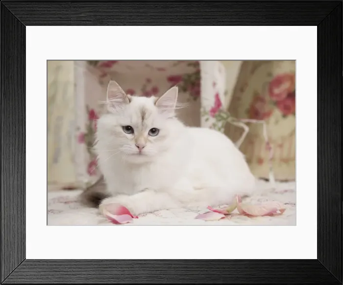 Framed Print : Picture No. 10895421 Framed Print : Picture No. 10895421
