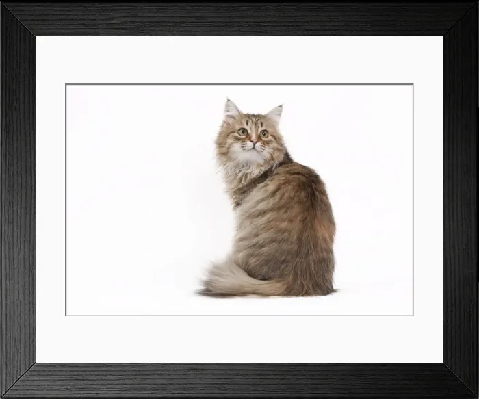 Framed Print : Picture No. 10895423 Framed Print : Picture No. 10895423