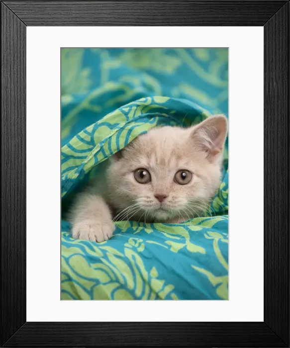 Framed Print : Picture No. 10895412 Framed Print : Picture No. 10895412
