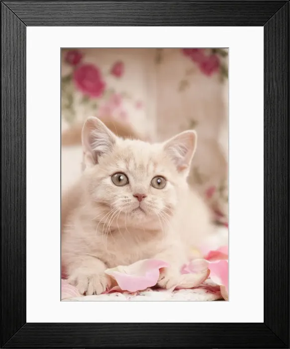 Framed Print : Picture No. 10895416