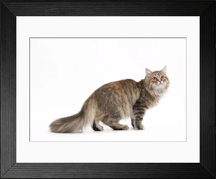 Framed Print : Picture No. 10895426 Framed Print : Picture No. 10895426