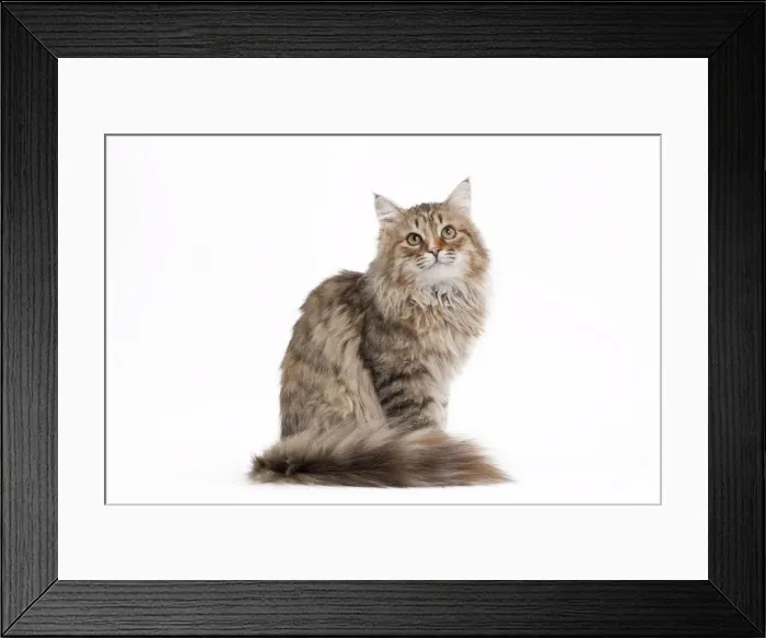 Framed Print : Picture No. 10895425 Framed Print : Picture No. 10895425