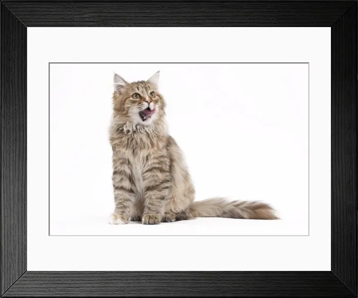 Framed Print : Picture No. 10895427 Framed Print : Picture No. 10895427
