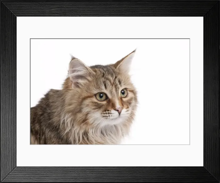 Framed Print : Picture No. 10895424 Framed Print : Picture No. 10895424