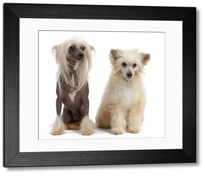 Framed Print : Picture No. 10895437 Framed Print : Picture No. 10895437