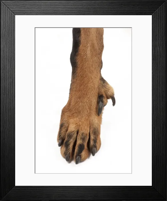 Framed Print : Picture No. 10895442 Framed Print : Picture No. 10895442