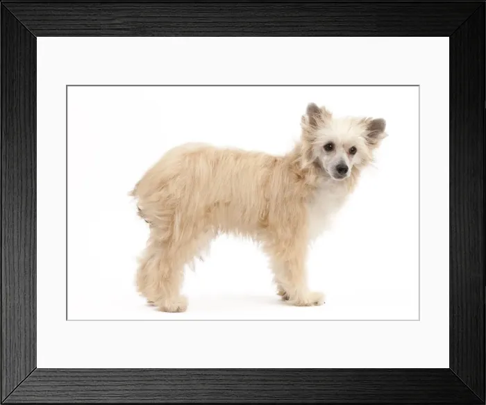 Framed Print : Picture No. 10895439 Framed Print : Picture No. 10895439