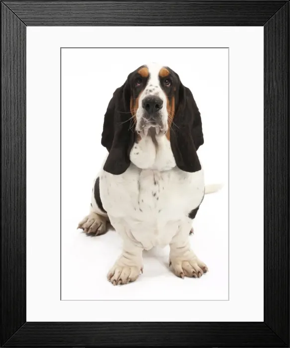 Framed Print : Picture No. 10895448 Framed Print : Picture No. 10895448