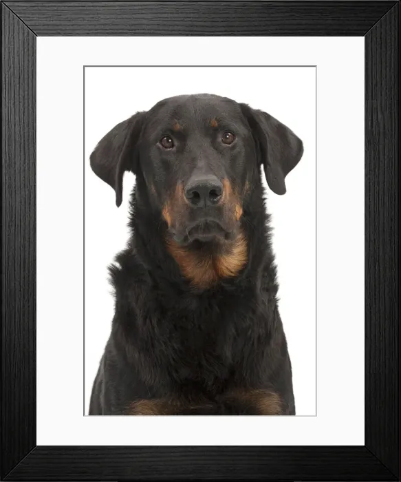 Framed Print : Picture No. 10895447 Framed Print : Picture No. 10895447