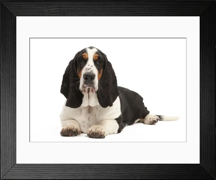 Framed Print : Picture No. 10895449 Framed Print : Picture No. 10895449