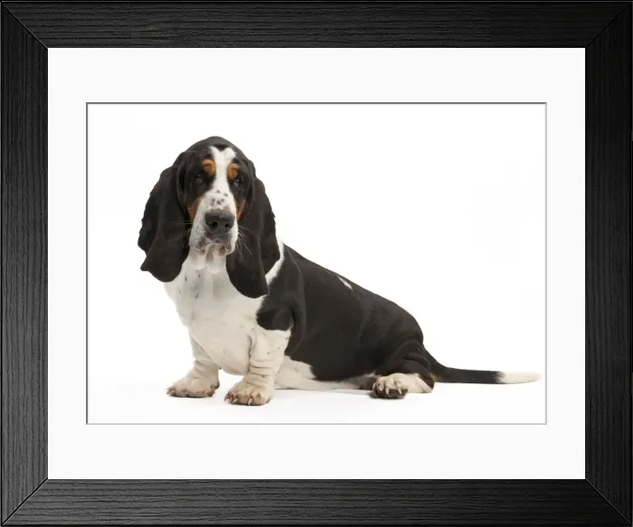 Framed Print : Picture No. 10895452 Framed Print : Picture No. 10895452