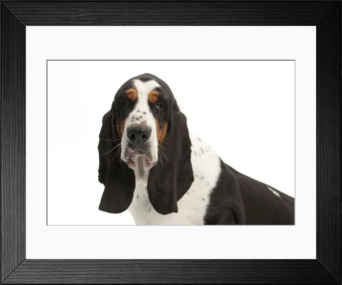 Framed Print : Picture No. 10895451 Framed Print : Picture No. 10895451