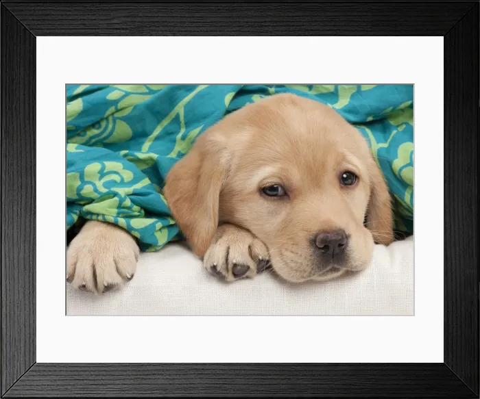 Framed Print : Picture No. 10895458