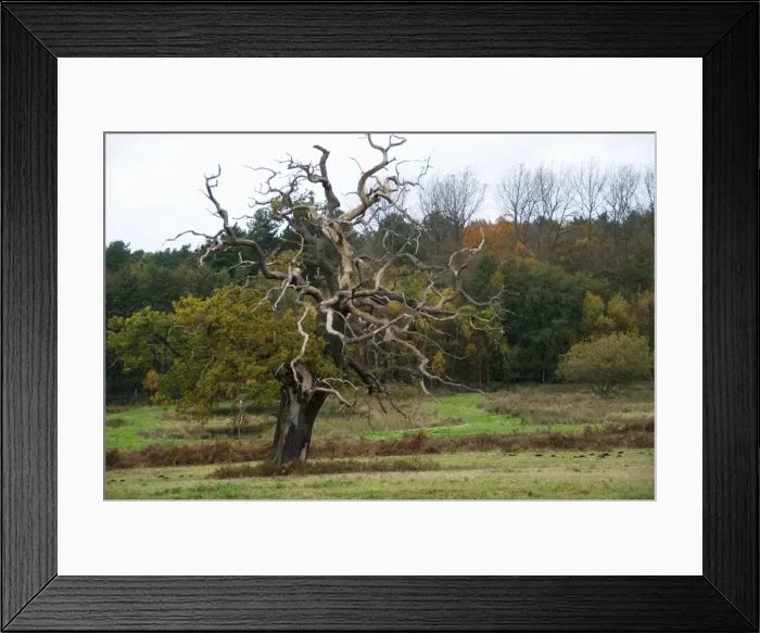 Framed Print : Picture No. 10893763 Framed Print : Picture No. 10893763
