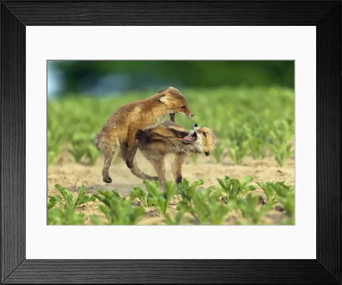 Framed Print : Picture No. 10893808 Framed Print : Picture No. 10893808