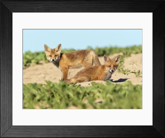 Framed Print : Picture No. 10893796 Framed Print : Picture No. 10893796