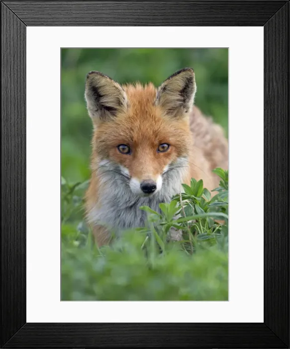 Framed Print : Picture No. 10893786 Framed Print : Picture No. 10893786