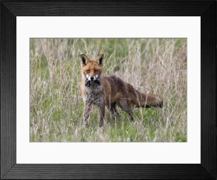 Framed Print : Picture No. 10893780 Framed Print : Picture No. 10893780